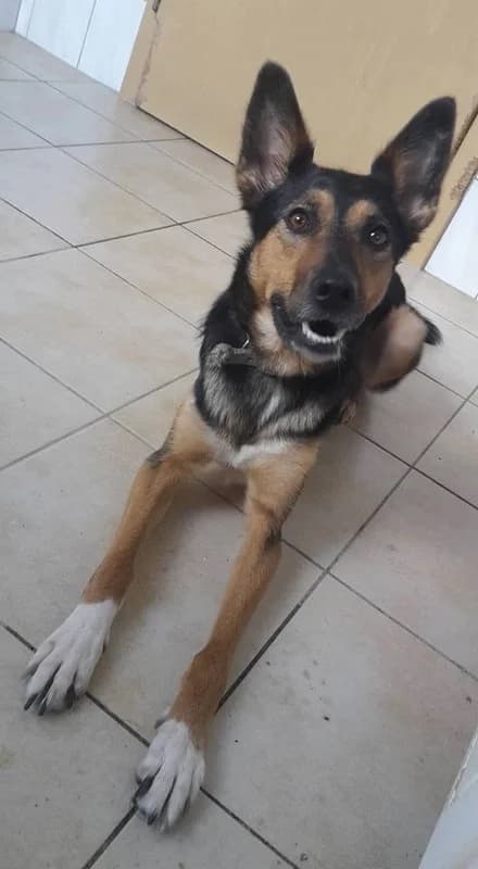 Fiona, Mixed Breed (Tierheim Schkortitz)