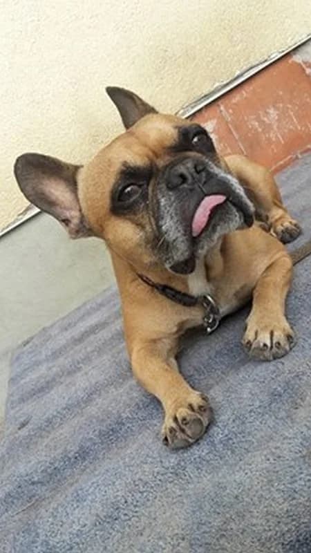 Taylor, Mixed Breed (Tierheim Schkortitz)