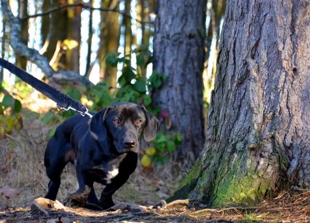 Heinzi, Mixed Breed (Tierheim Schkortitz)