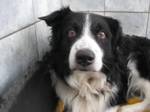 Rick, Mixed Breed (Tierheim Schkortitz)
