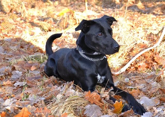 Sumsi, Mixed Breed (Tierheim Schkortitz)