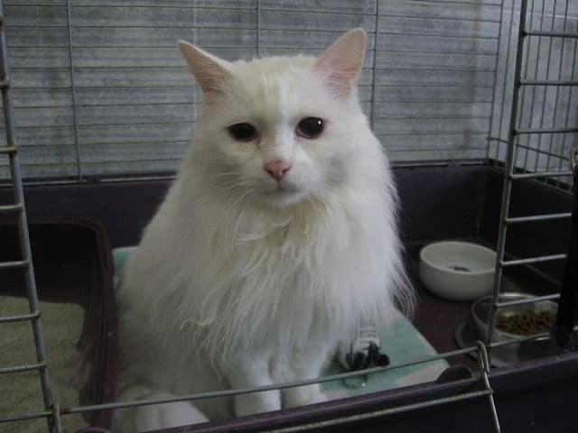 Bea, Mixed Breed (Tierheim Schkortitz)