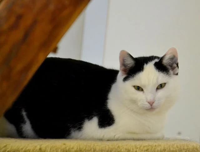 Aline, Mixed Breed (Tierheim Schkortitz)