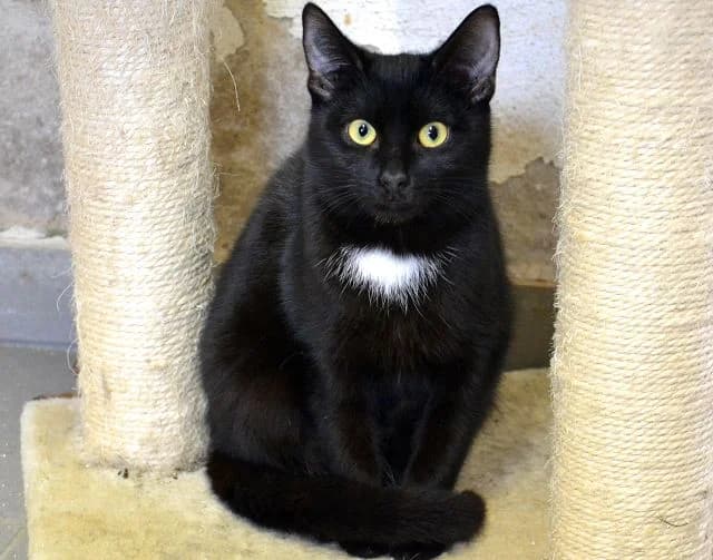 Babette, Mixed Breed (Tierheim Schkortitz)