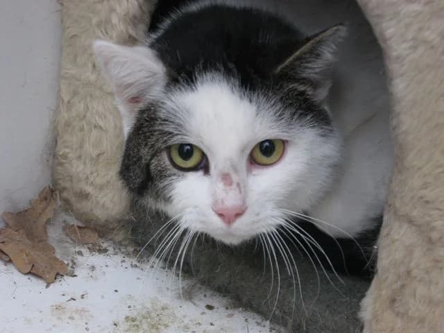 Facio hat mehr verdient als einen Hausflur, male senior Mixed Breed for adoption at Tierheim Schkortitz, Grimma