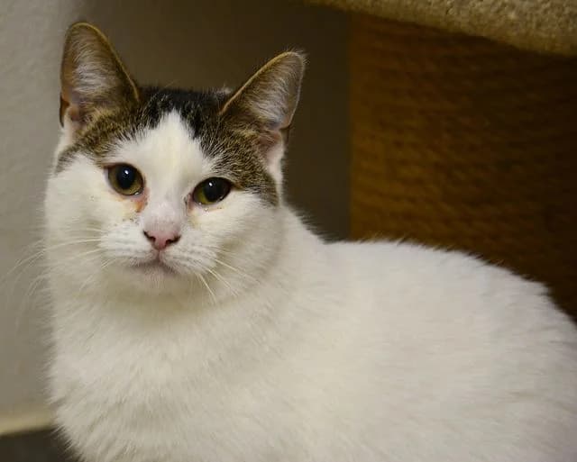 Fibi, Mixed Breed (Tierheim Schkortitz)