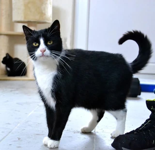 Floh, Mixed Breed (Tierheim Schkortitz)