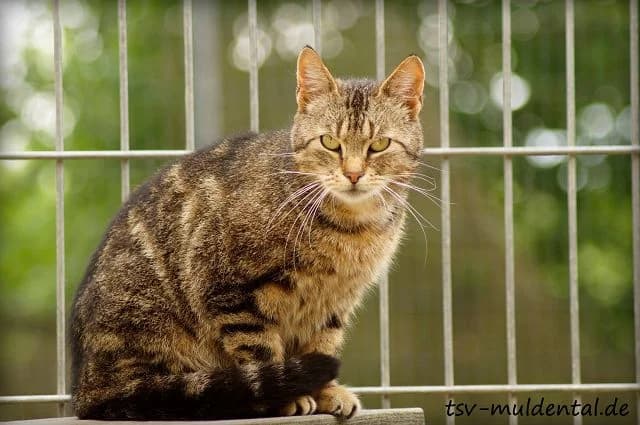 Gabi, Mixed Breed (Tierheim Schkortitz)