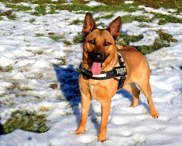 Rada, Mixed Breed (Tierheim Schkortitz)