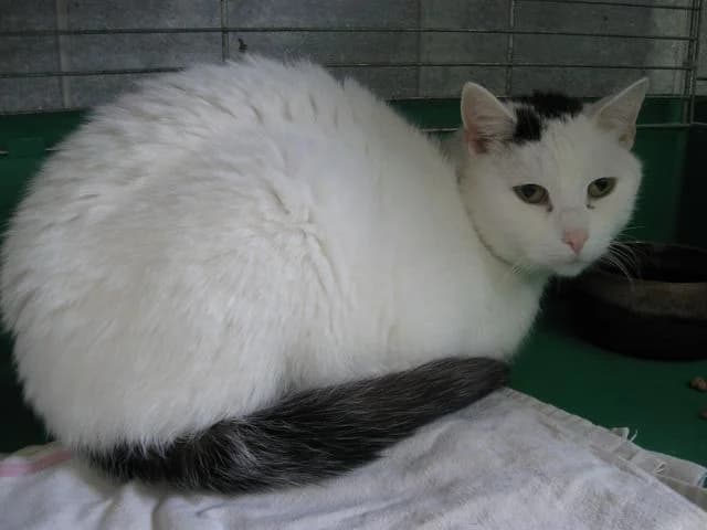 Murka, Mixed Breed (Tierheim Schkortitz)