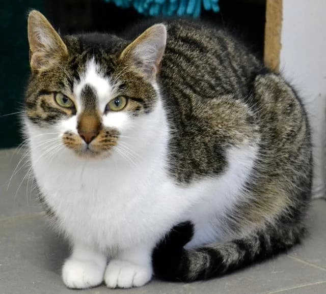 Nils, Mixed Breed (Tierheim Schkortitz)