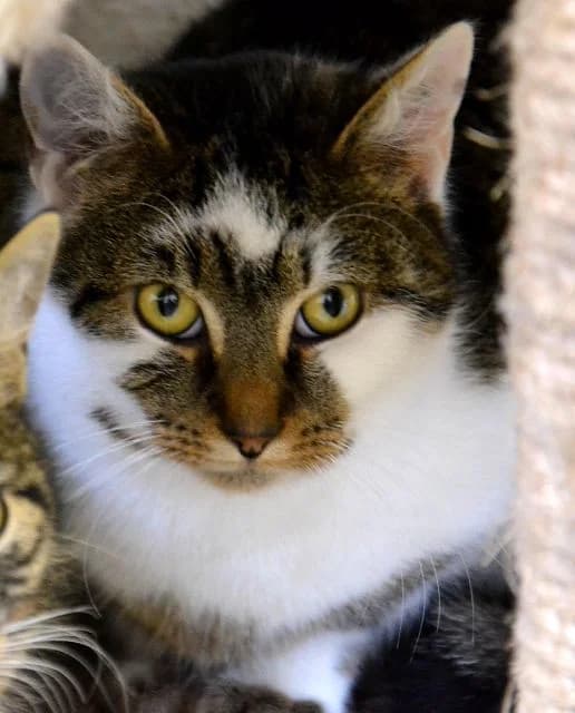 Nilson, Mixed Breed (Tierheim Schkortitz)