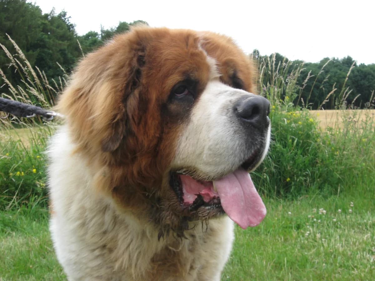 George sucht sein Königreich, Mixed Breed (Tierheim Schkortitz)