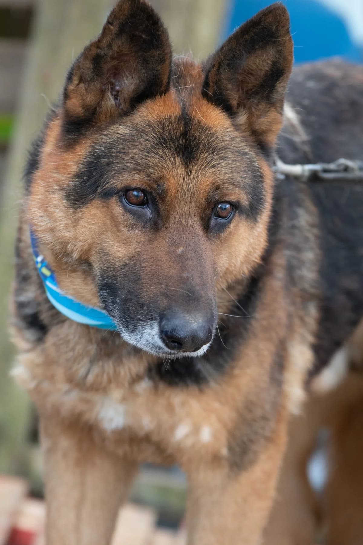Arno sucht seinen sicheren Hafen, Mixed Breed (Tierheim Schkortitz)