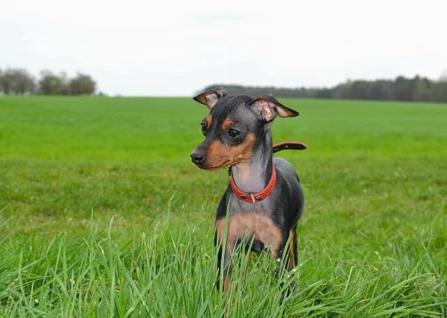 Özilie, Mixed Breed (Tierheim Schkortitz)
