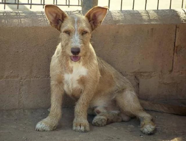 Inti, Mixed Breed (Tierheim Schkortitz)