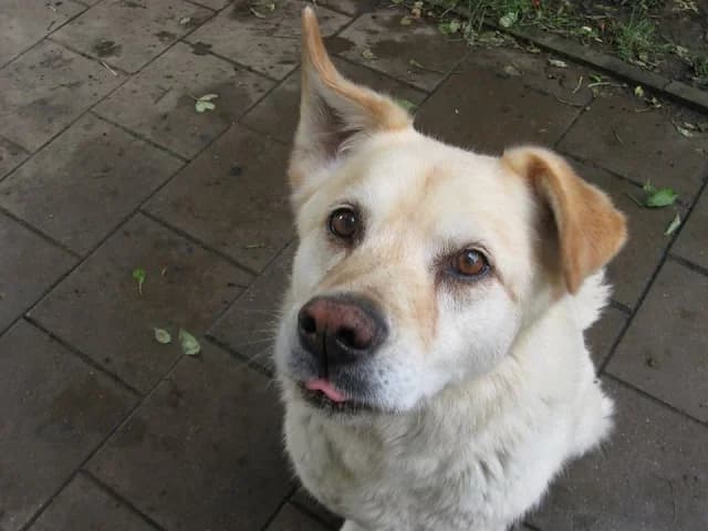 Kira, Mixed Breed (Tierheim Schkortitz)