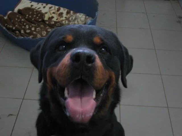 Bruno, Mixed Breed (Tierheim Schkortitz)