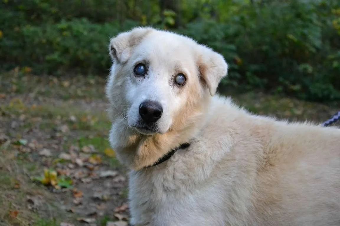 Herr Weiss, Mixed Breed (Tierheim Schkortitz)