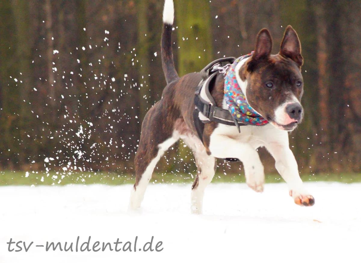 Bootsmann, Mixed Breed (Tierheim Schkortitz)