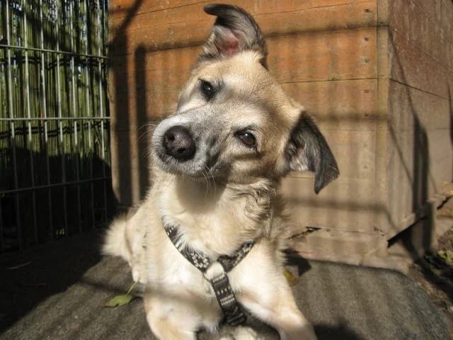 Filou, Mixed Breed (Tierheim Schkortitz)