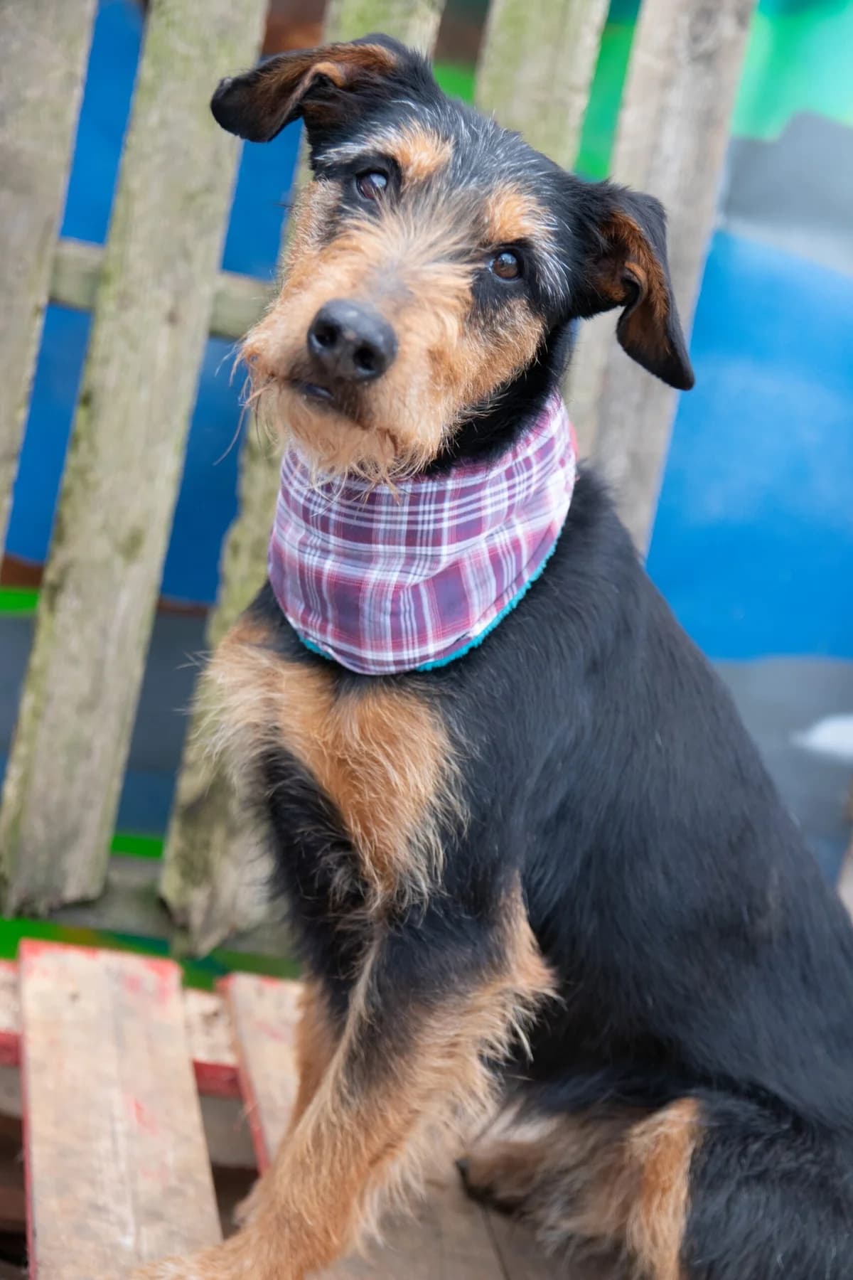 Mr. Dude – Dobermann mit Bart, Mixed Breed (Tierheim Schkortitz)