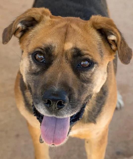 Geroni, Mixed Breed (Tierheim Schkortitz)