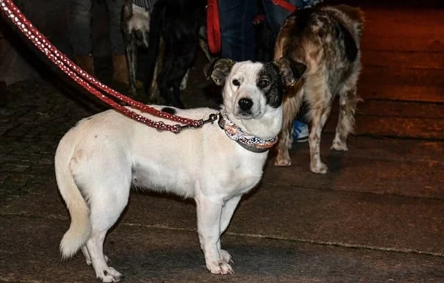 Sima, Mixed Breed (Tierheim Schkortitz)