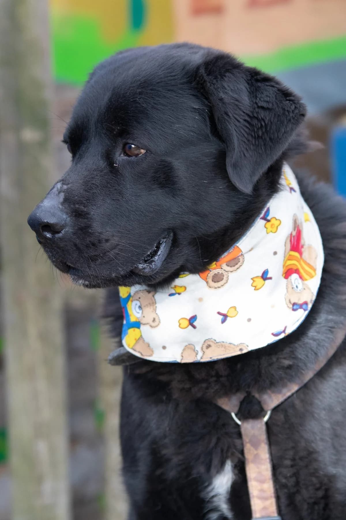 Night – nachtschwarzer Charakterhund, Mixed Breed (Tierheim Schkortitz)