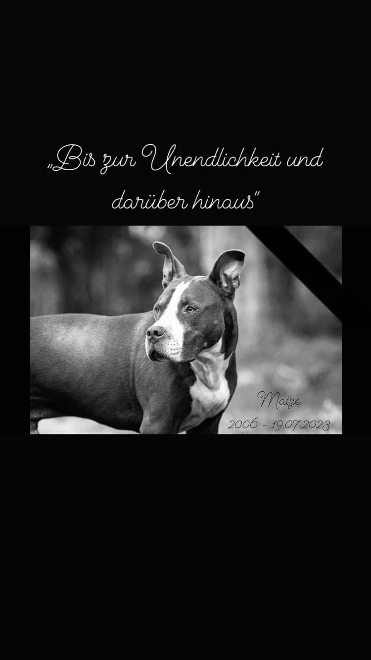 Matze sucht Halter mit Verantwortung, Mixed Breed (Tierheim Schkortitz)