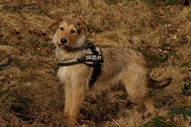 Ronja,  Mixed Breed for adoption at Tierheim Schkortitz, Grimma