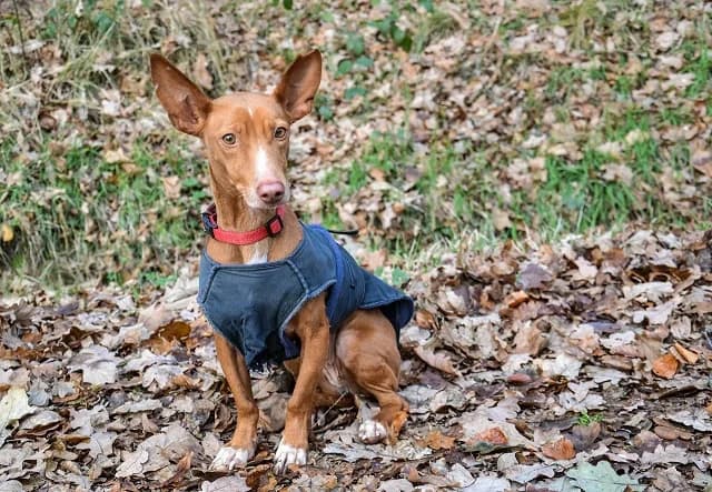 Ivi, female senior Mixed Breed for adoption at Tierheim Schkortitz, Grimma
