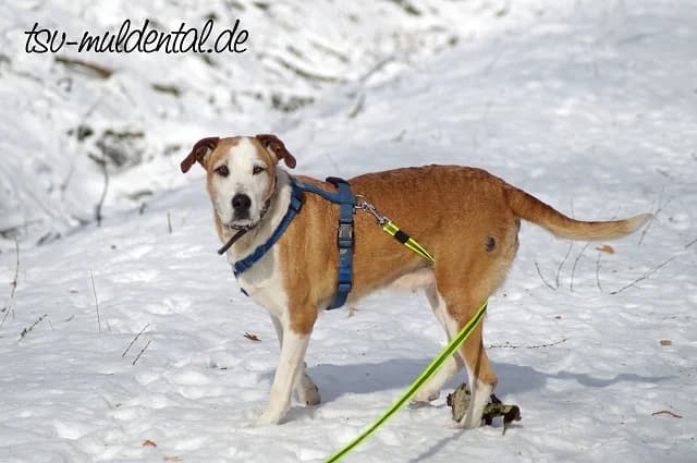 Mila Glücksbringer auf vier Pfoten, male senior Mixed Breed for adoption at Tierheim Schkortitz, Grimma