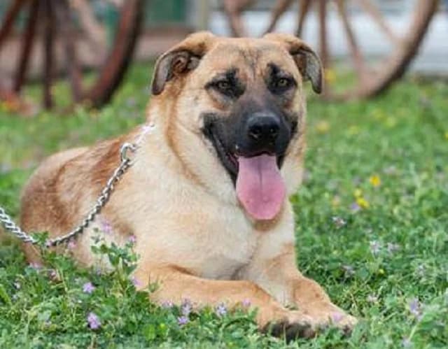 Lea, male senior Mixed Breed for adoption at Tierheim Schkortitz, Grimma