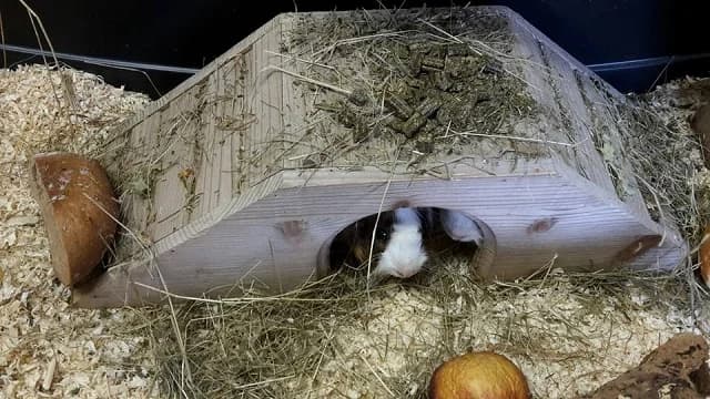 Meerschweinchentrio sucht …, male senior Mixed Breed for adoption at Tierheim Schkortitz, Grimma