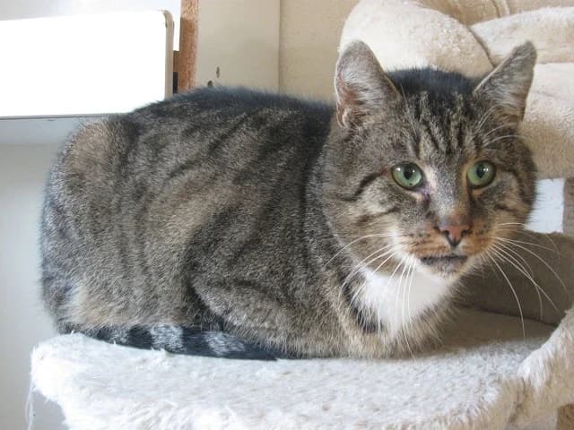 Horst, male senior Mixed Breed for adoption at Tierheim Schkortitz, Grimma