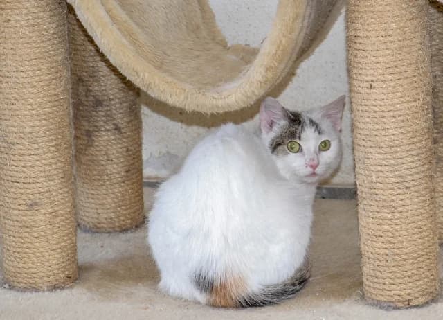 Miss Piggy, female senior European Shorthair for adoption at Tierheim Schkortitz, Grimma