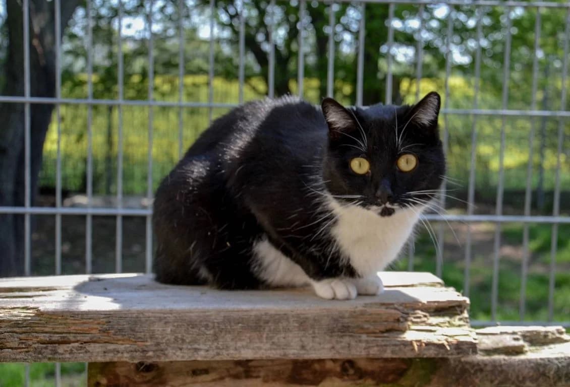 Sarah – hält Ausschau nach Beobachtungsposten in Sicherheit, female Mixed Breed for adoption at Tierheim Schkortitz, Grimma