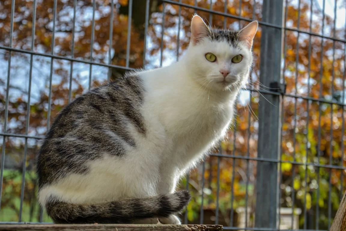 Zwiebel – Neugierde versteckt sich hinter Zurückhaltung, female senior Mixed Breed for adoption at Tierheim Schkortitz, Grimma