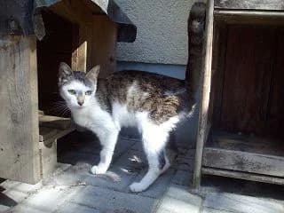 Amalia,  senior Mixed Breed for adoption at Tierheim Schkortitz, Grimma