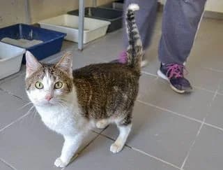 Janko, male senior Mixed Breed for adoption at Tierheim Schkortitz, Grimma