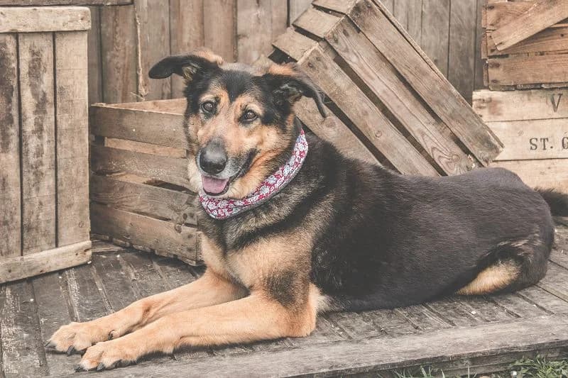 Ayla braucht Sicherheit, Mixed Breed (Tierheim Schkortitz)