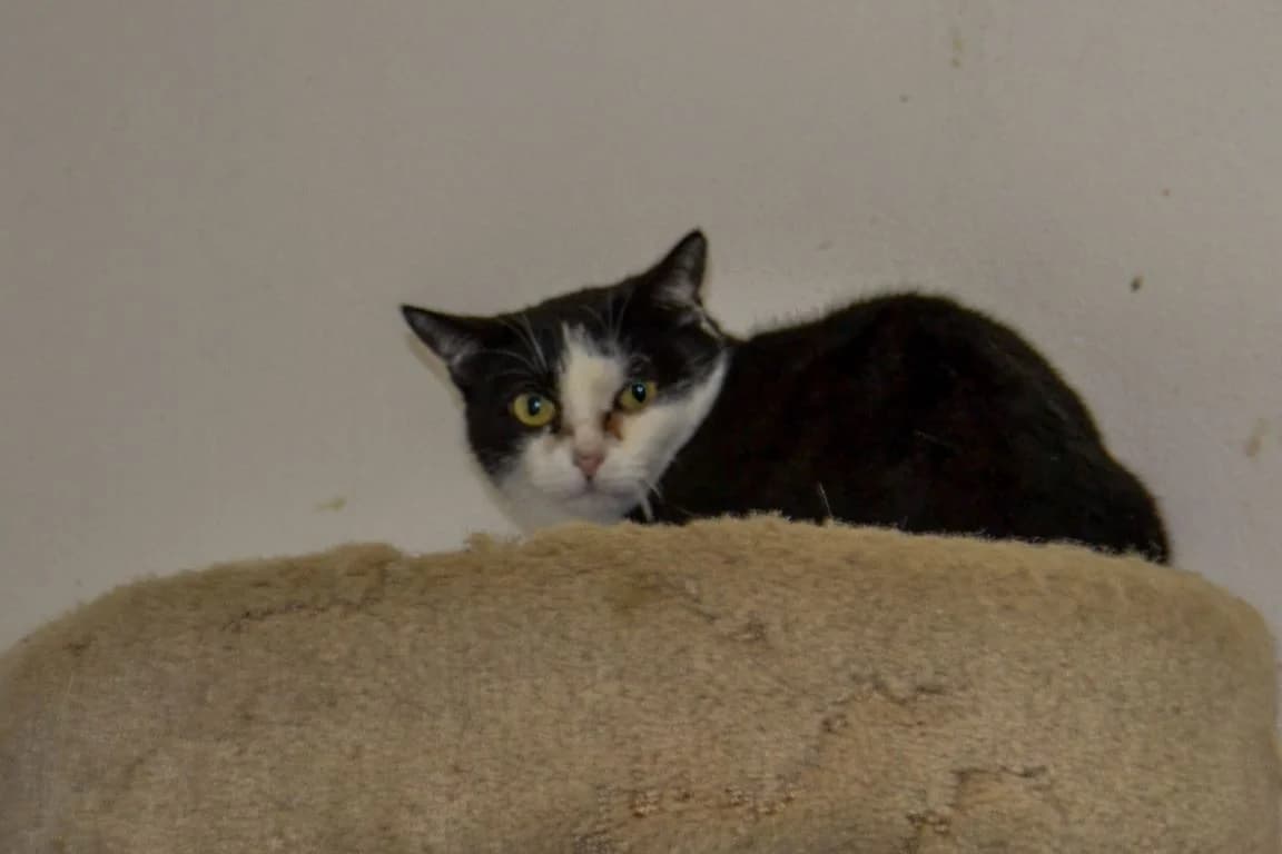 Elke – Wenn Liebe durch den Magen geht, female Mixed Breed for adoption at Tierheim Schkortitz, Grimma