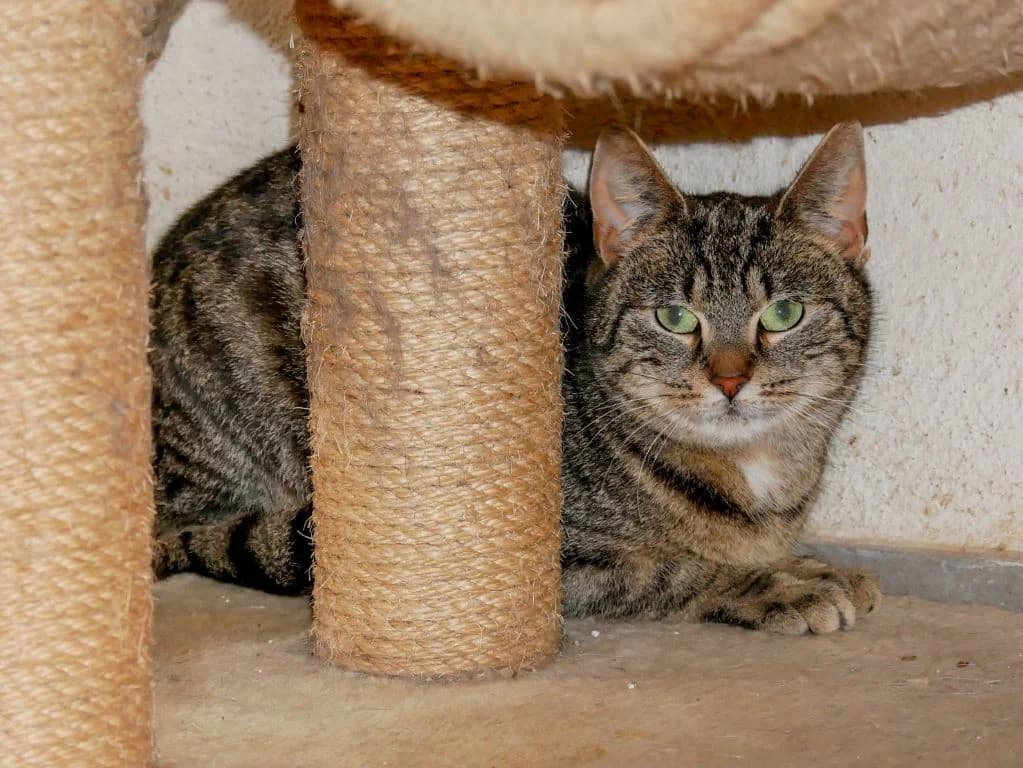 Mila – tigert schüchtern durch die Welt, female Mixed Breed for adoption at Tierheim Schkortitz, Grimma