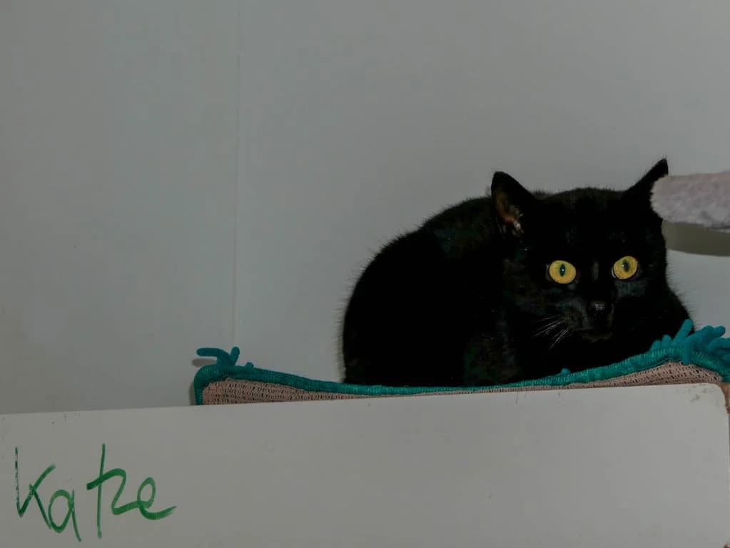 Trude – Schwarz und Scheu, Mixed Breed (Tierheim Schkortitz)