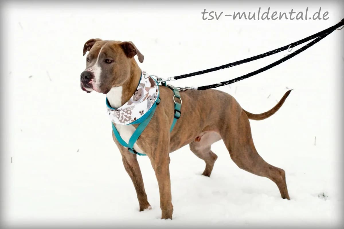 Kolumbus, male senior Mixed Breed for adoption at Tierheim Schkortitz, Grimma