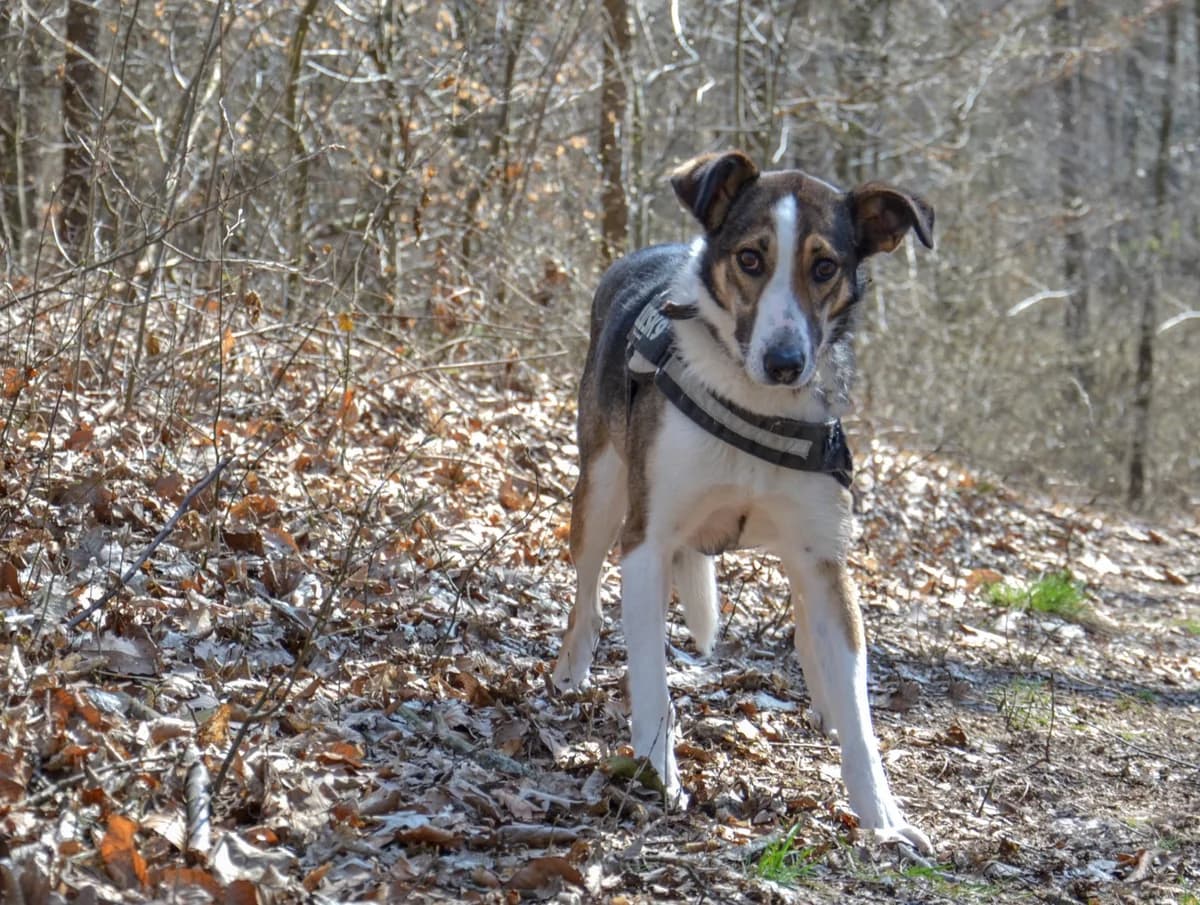 Kurzhaarcolliemix Senchy – Angsthase sucht Kuschelhöhle, female senior Mixed Breed for adoption at Tierheim Schkortitz, Grimma