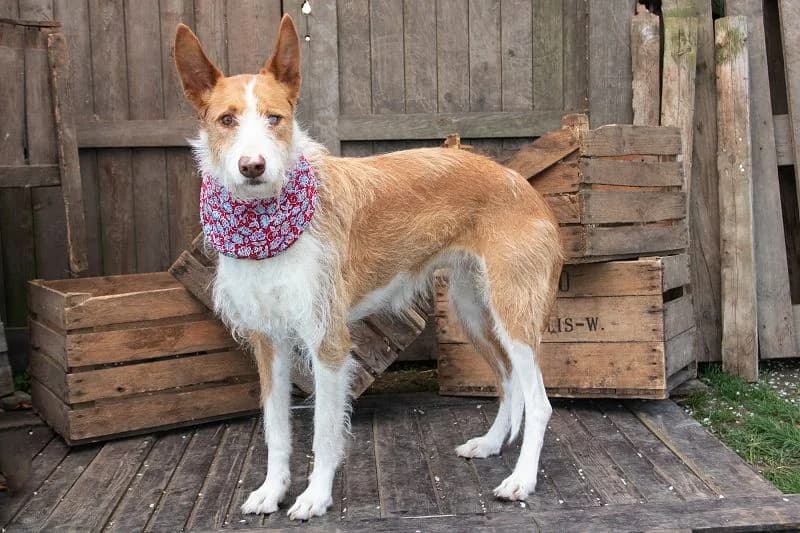 Podenco Claudia – die Sanftmut in Person, female Mixed Breed for adoption at Tierheim Schkortitz, Grimma