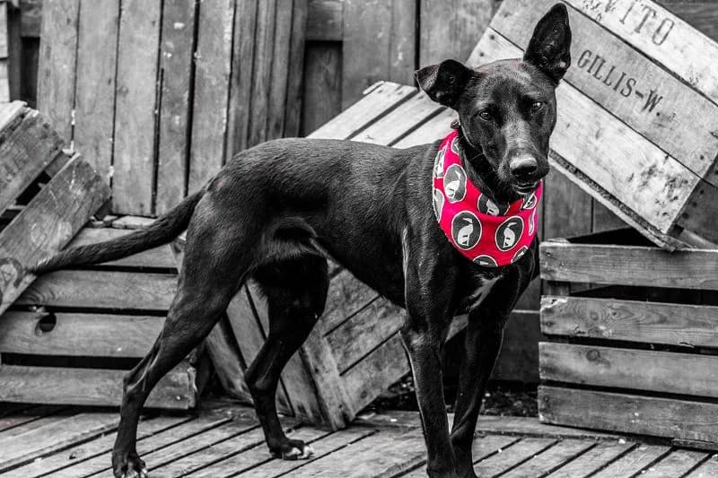 Jagdhundmix Diana – Schwarze Schöhnheit mit Fitnessgarantie, female Mixed Breed for adoption at Tierheim Schkortitz, Grimma