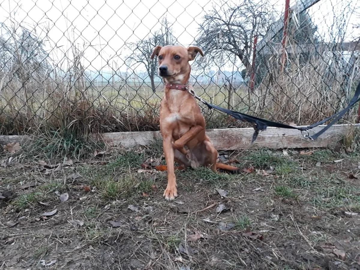 Rüde Cola – brauner Schatz sucht verständnisvolles Zuhause, male senior Mixed Breed for adoption at Tierheim Schkortitz, Grimma